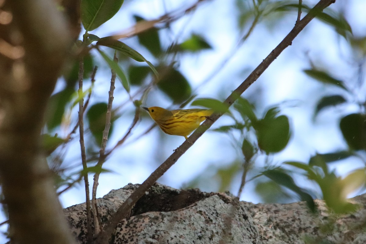 Yellow Warbler - Philip Andescavage