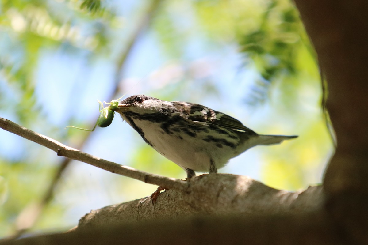 Blackpoll Warbler - Philip Andescavage