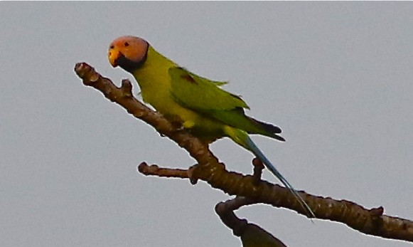 Blossom-headed Parakeet - Don Roberson