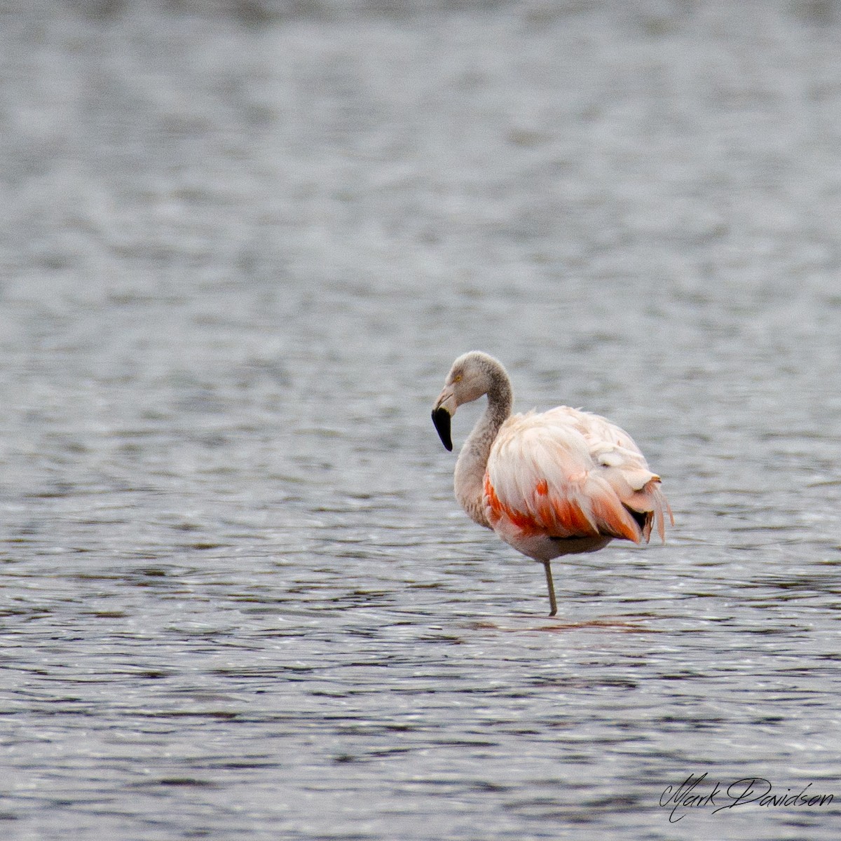 Şili Flamingosu - ML153603691