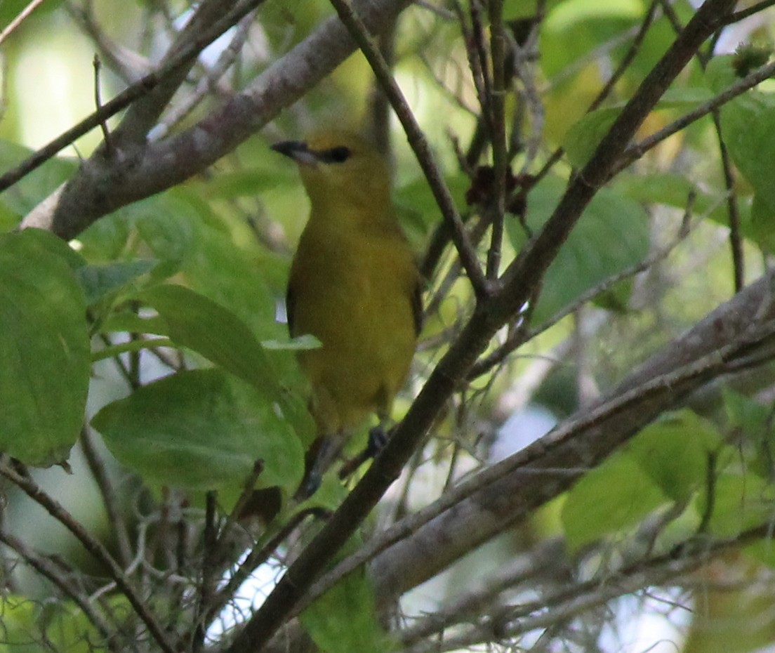 Orchard Oriole - ML153603921