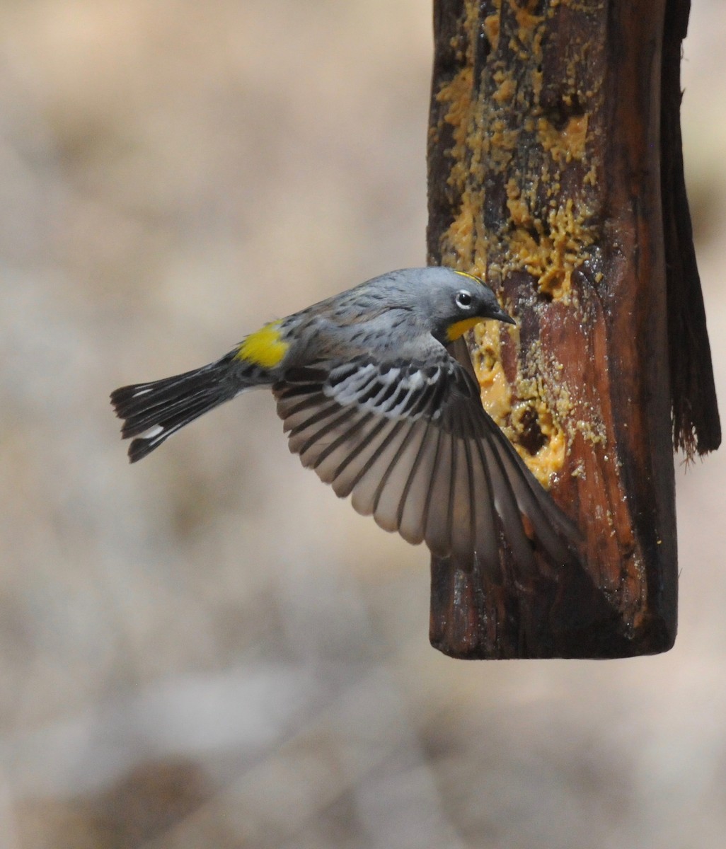 Yellow-rumped Warbler (Audubon's) - Donna L Dittmann