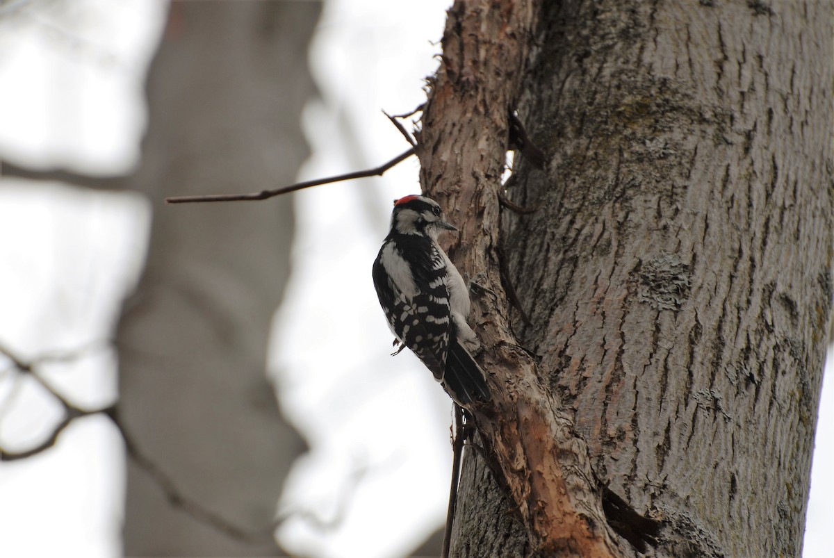 Downy Woodpecker - ML153604231