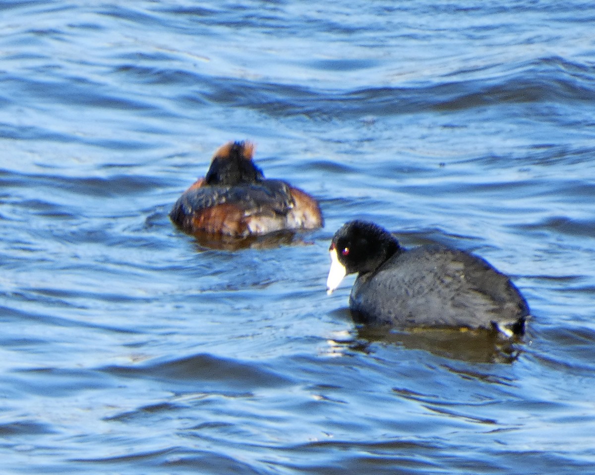 American Coot (Red-shielded) - ML153604301