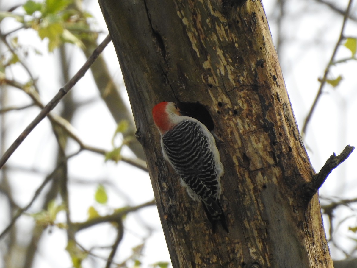 Red-headed Woodpecker - Bill Stanley