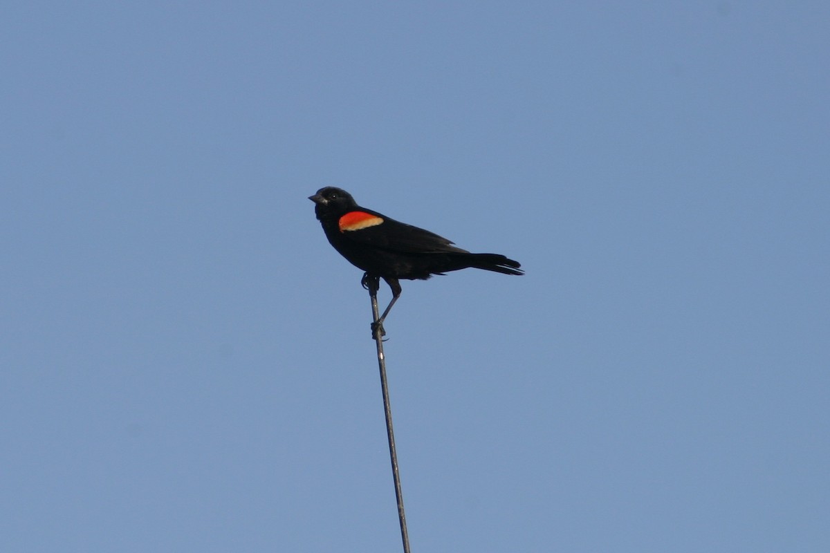 Red-winged Blackbird - Hansel Herrera