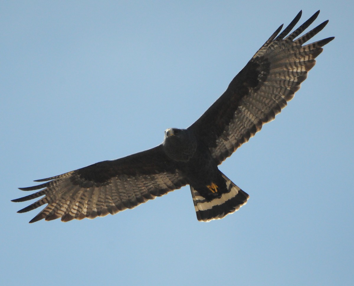 Zone-tailed Hawk - Donna L Dittmann
