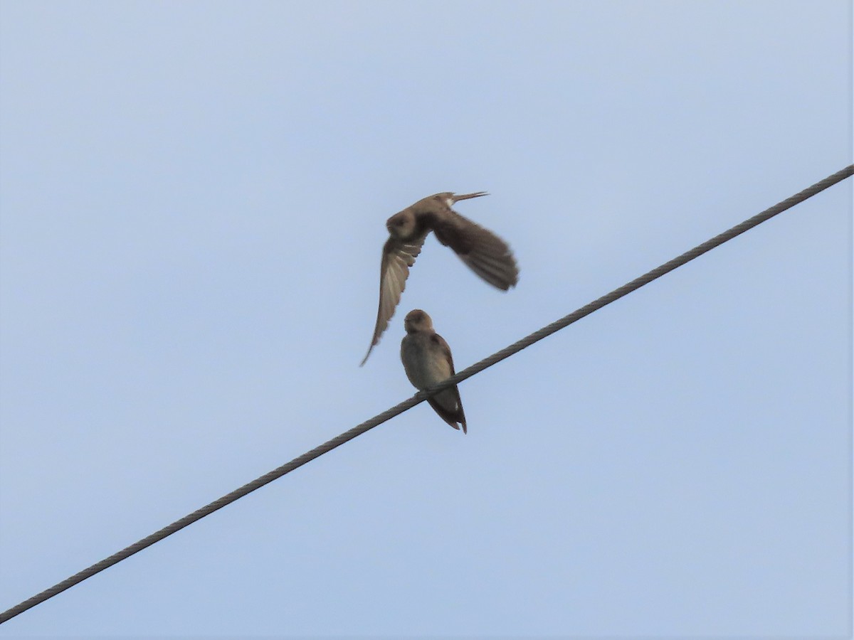Northern Rough-winged Swallow - Joan Baker