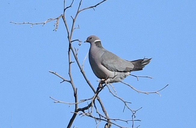 Band-tailed Pigeon - Mike Stensvold