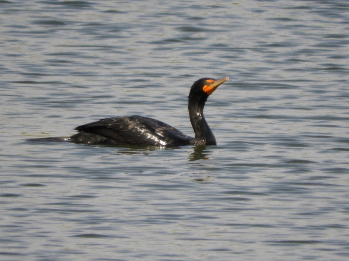 Double-crested Cormorant - Valerie Beckwith
