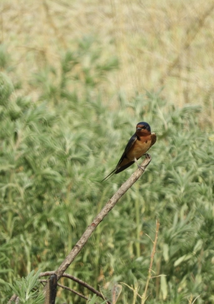 Barn Swallow - Valerie Beckwith
