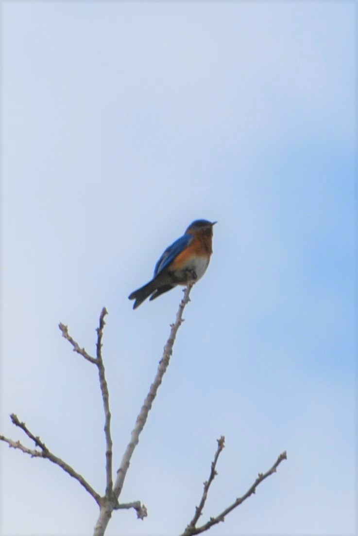 Eastern Bluebird - Dawn Zuengler