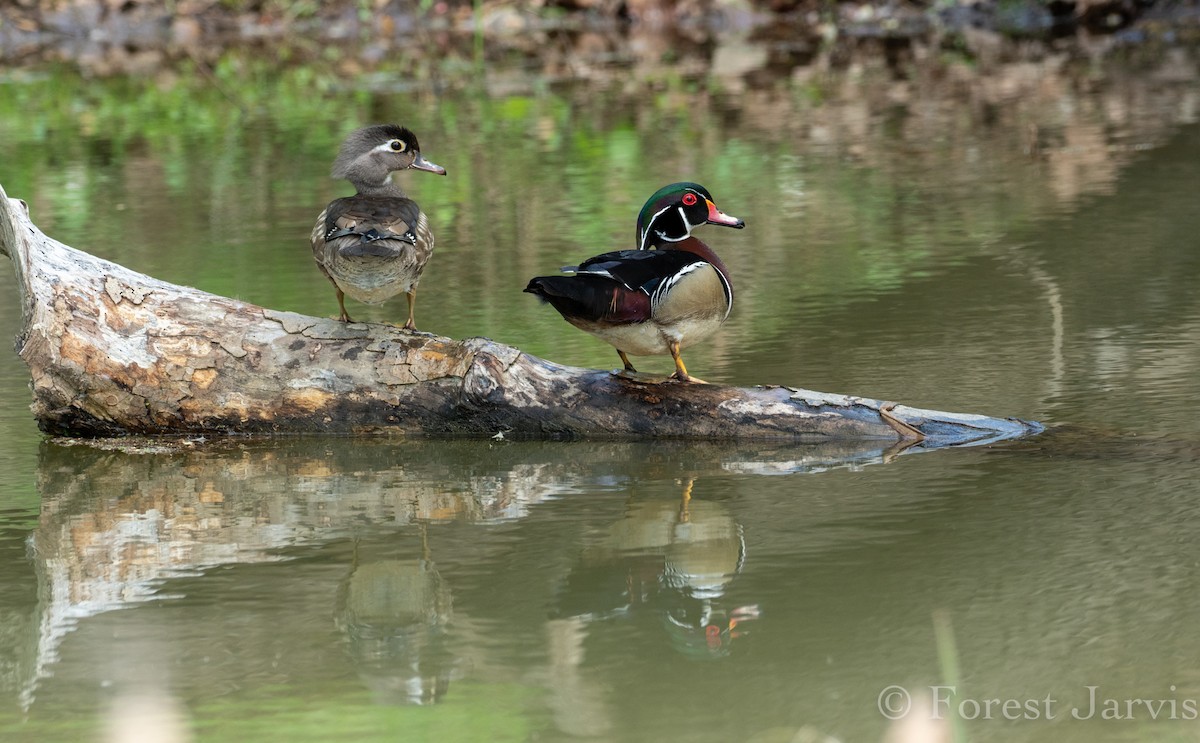 Wood Duck - Forest Botial-Jarvis