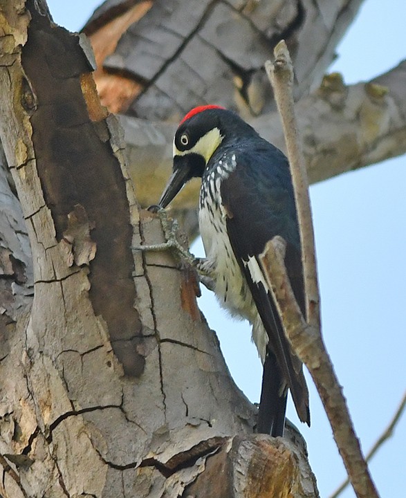 Acorn Woodpecker - Mike Stensvold