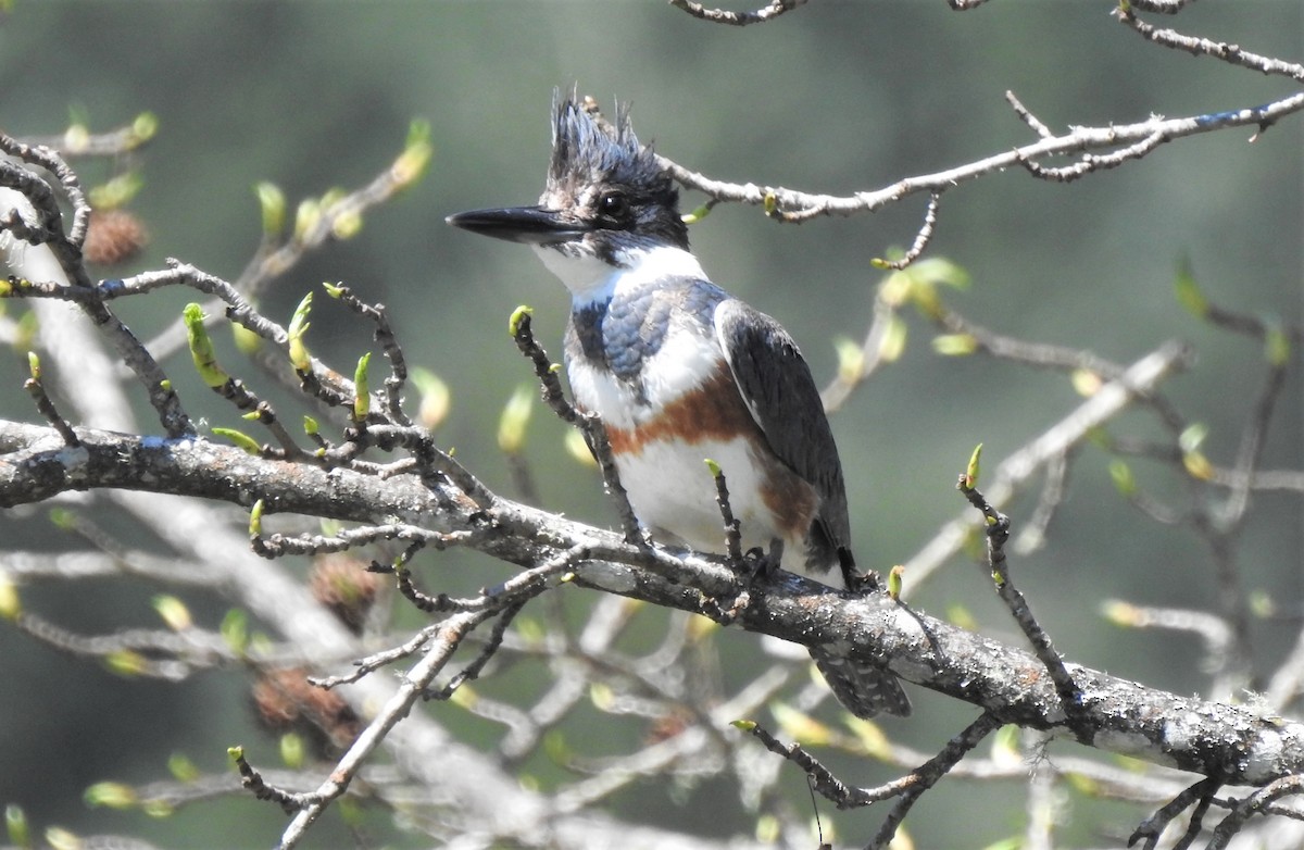 Belted Kingfisher - ML153606711