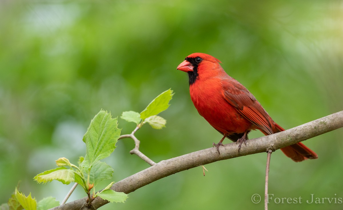 Northern Cardinal - Forest Botial-Jarvis