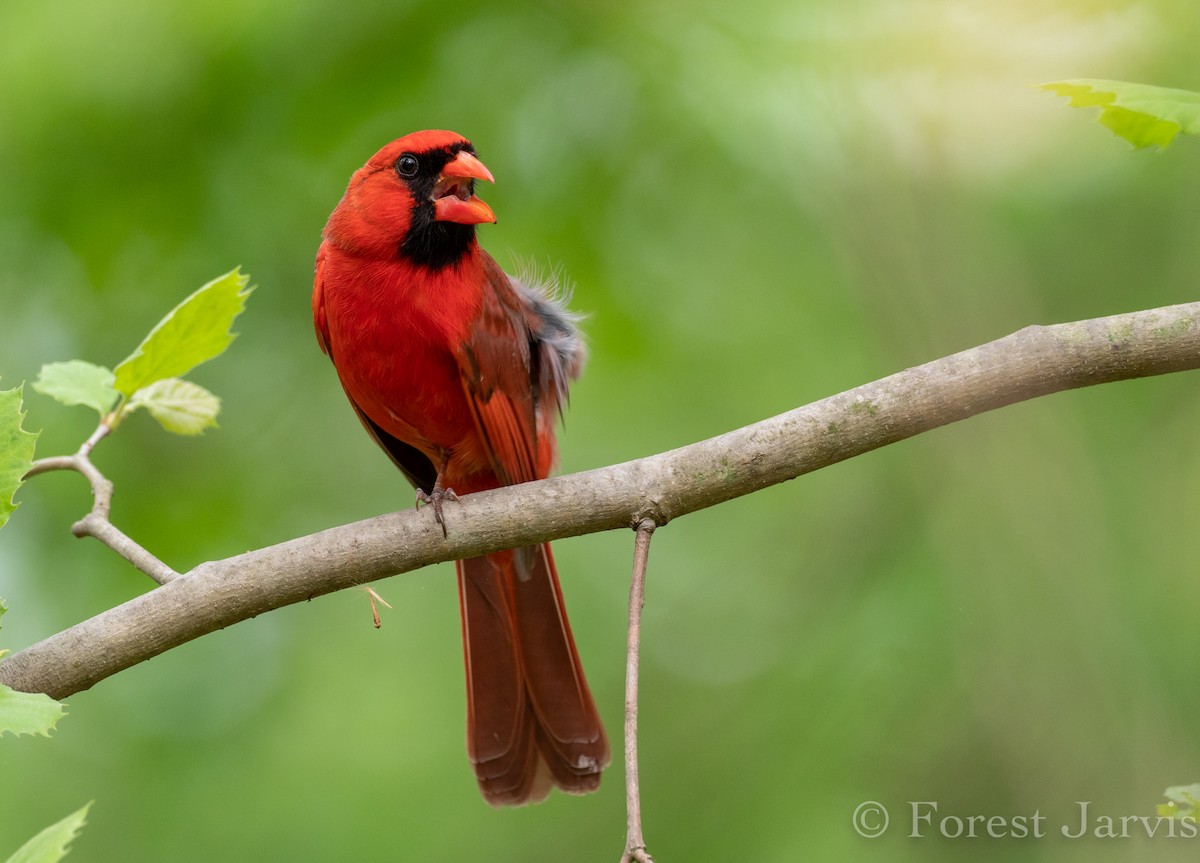 Northern Cardinal - Forest Botial-Jarvis