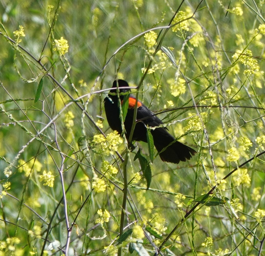 Red-winged Blackbird - John Fields
