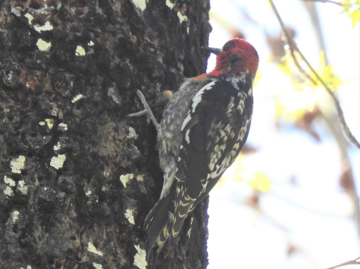 Red-breasted Sapsucker - ML153606911