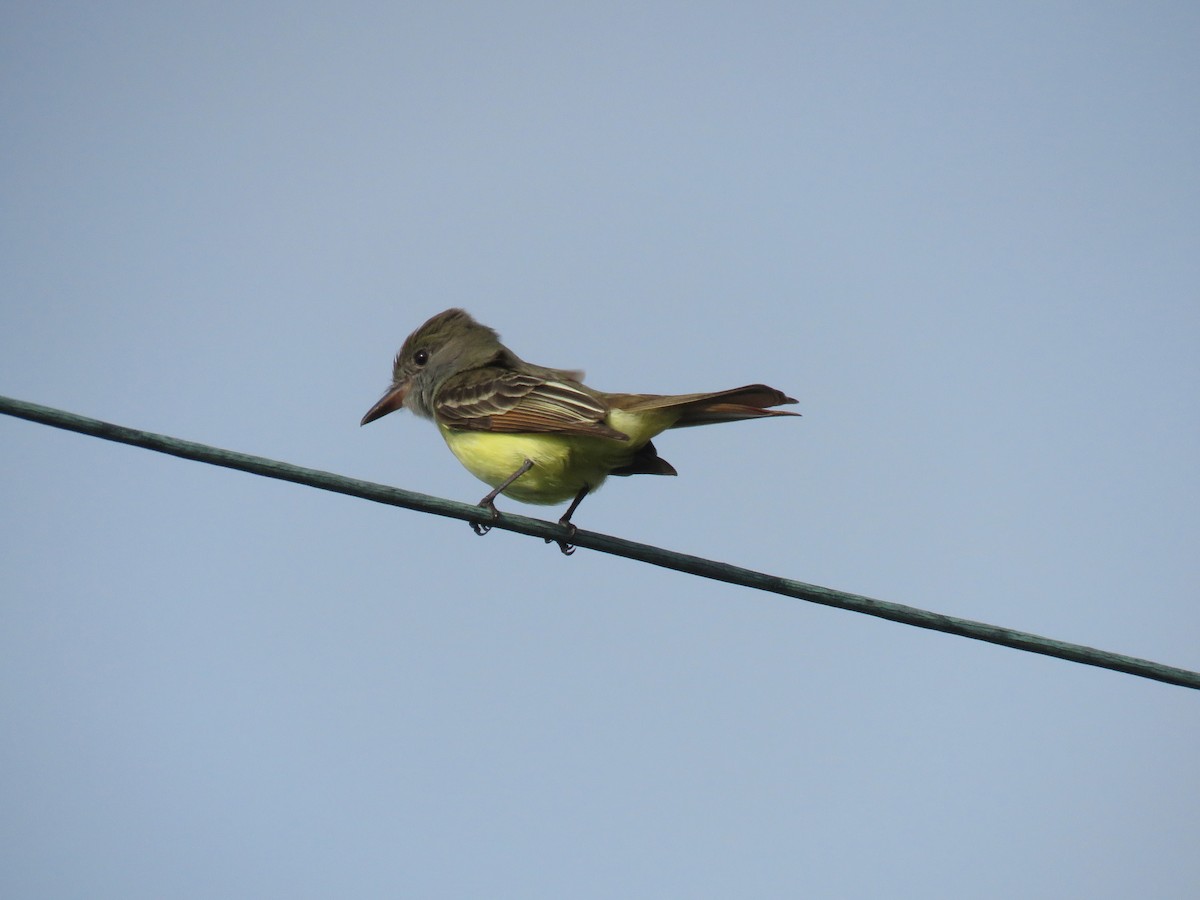 Great Crested Flycatcher - ML153607651