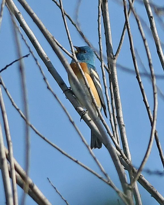 Lazuli Bunting - Mike Stensvold