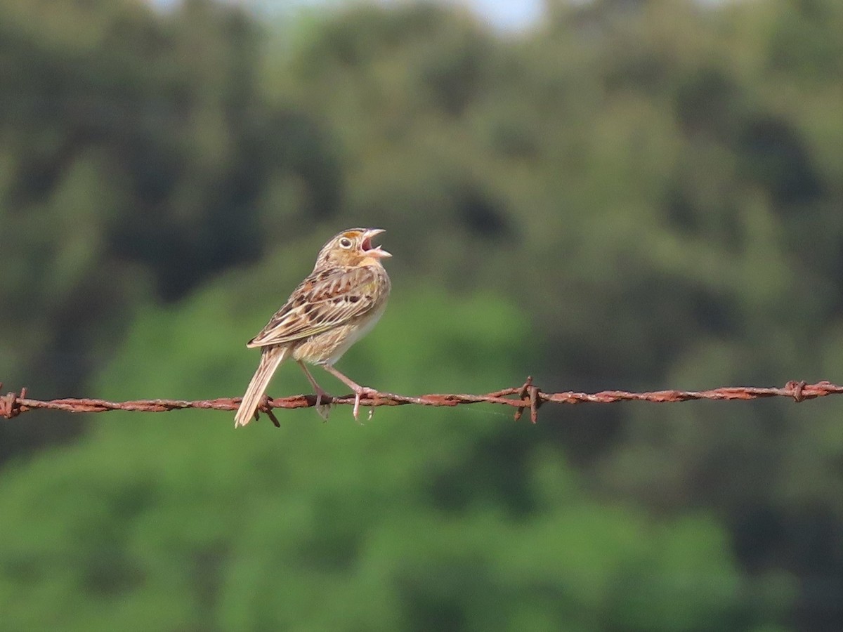Grasshopper Sparrow - ML153608551