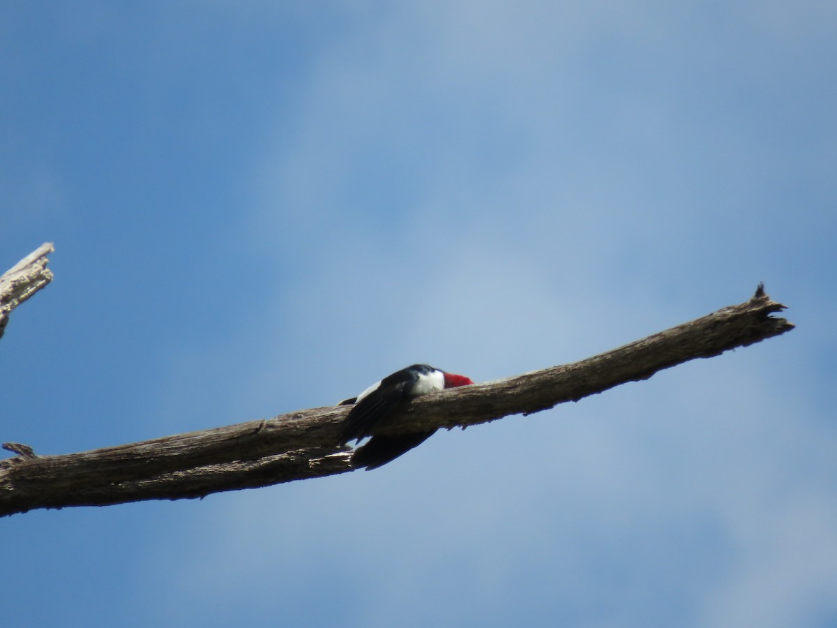 Red-headed Woodpecker - Stephanie  Wallace