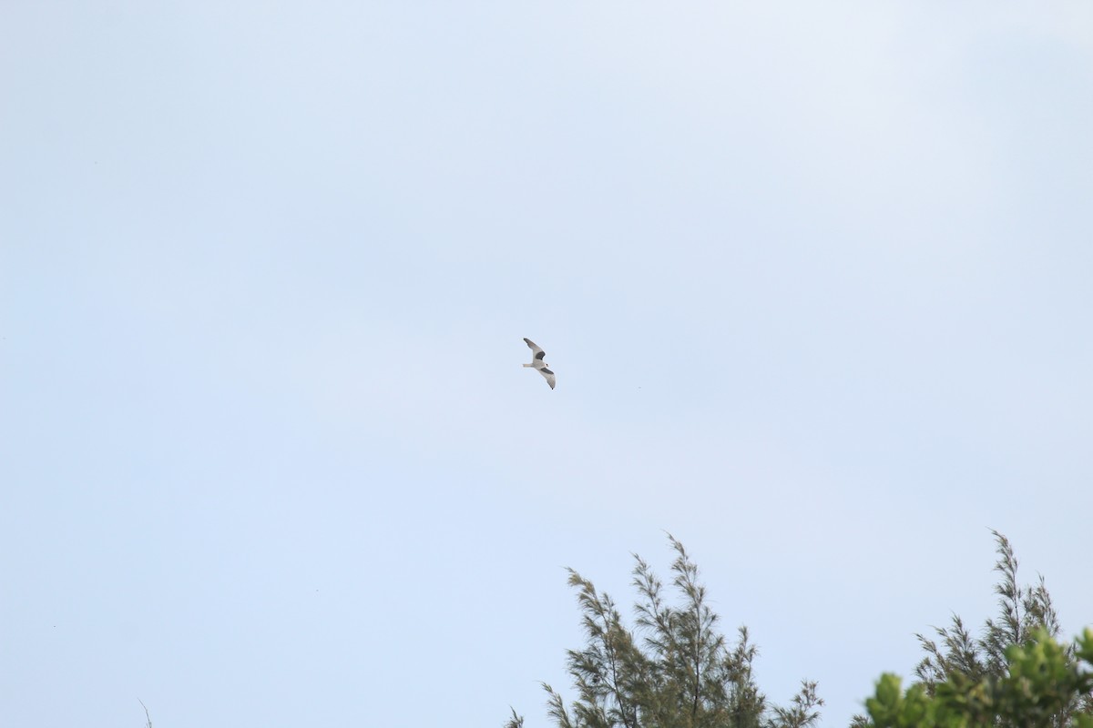 Black-winged Kite - ML153610111