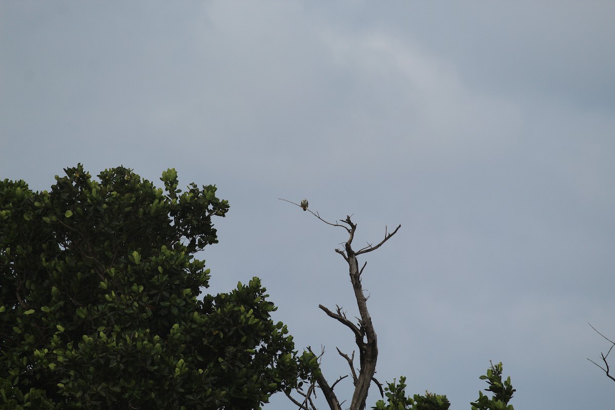 Black-winged Kite - ML153610181