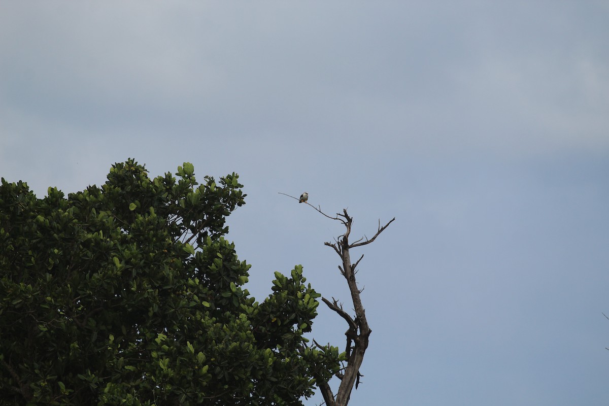 Black-winged Kite - ML153610201