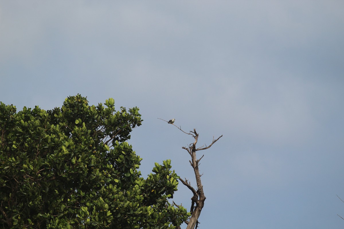 Black-winged Kite - ML153610221