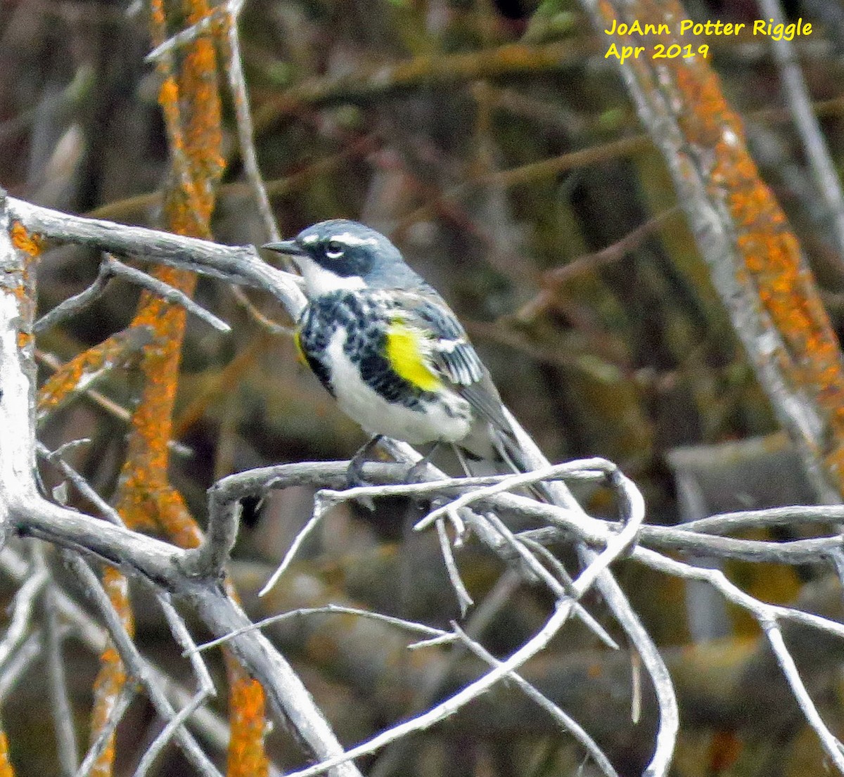 Yellow-rumped Warbler (Myrtle) - JoAnn Potter Riggle 🦤
