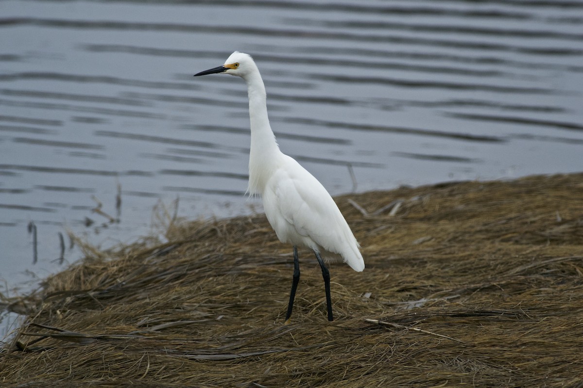 Snowy Egret - Paul Gould