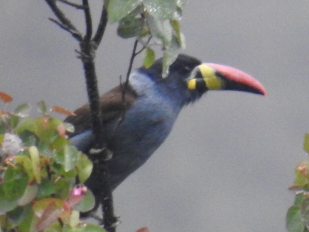 Gray-breasted Mountain-Toucan - ML153611351