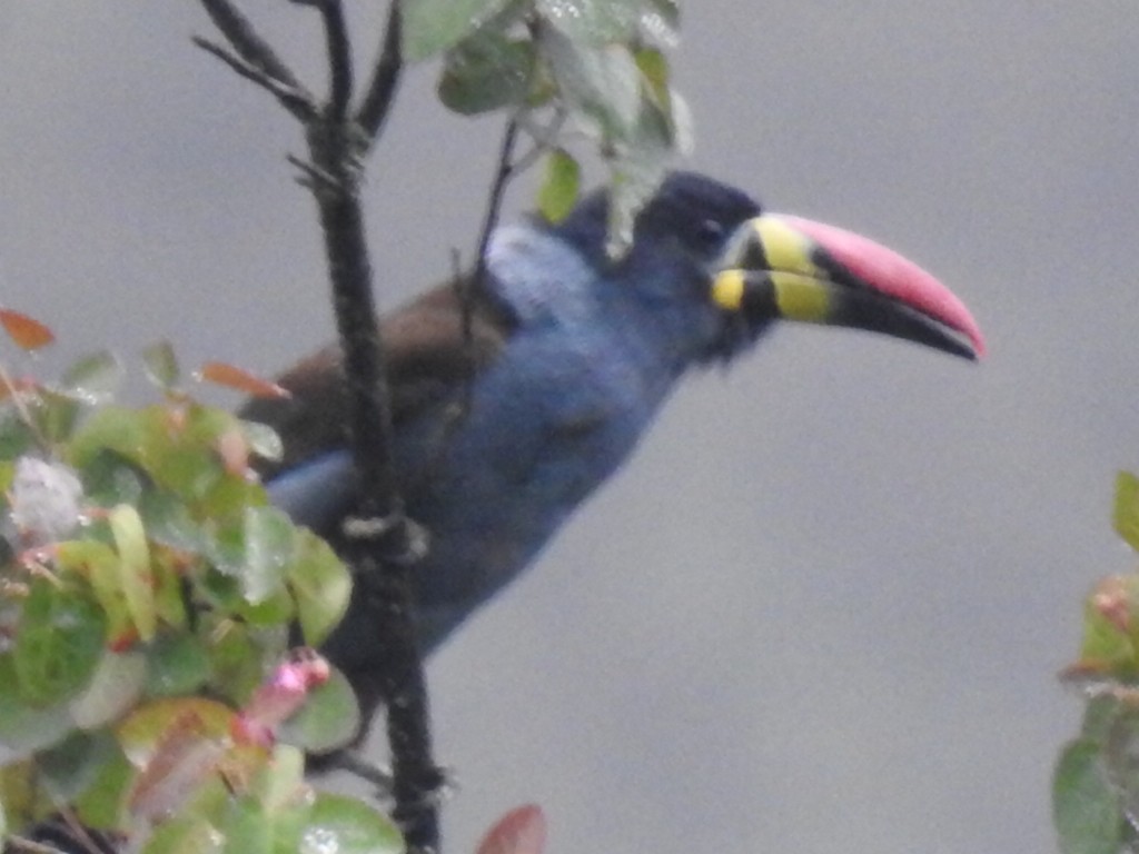 Gray-breasted Mountain-Toucan - ML153611361