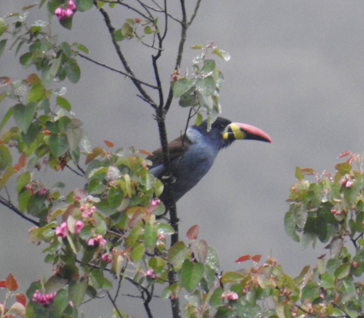 Gray-breasted Mountain-Toucan - ML153611401