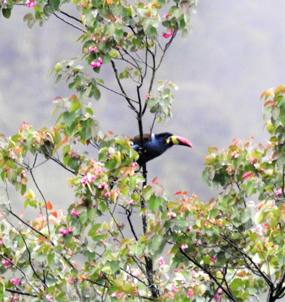 Gray-breasted Mountain-Toucan - ML153611411
