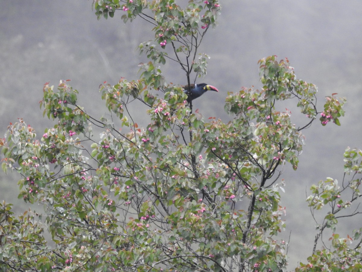 Gray-breasted Mountain-Toucan - ML153611491