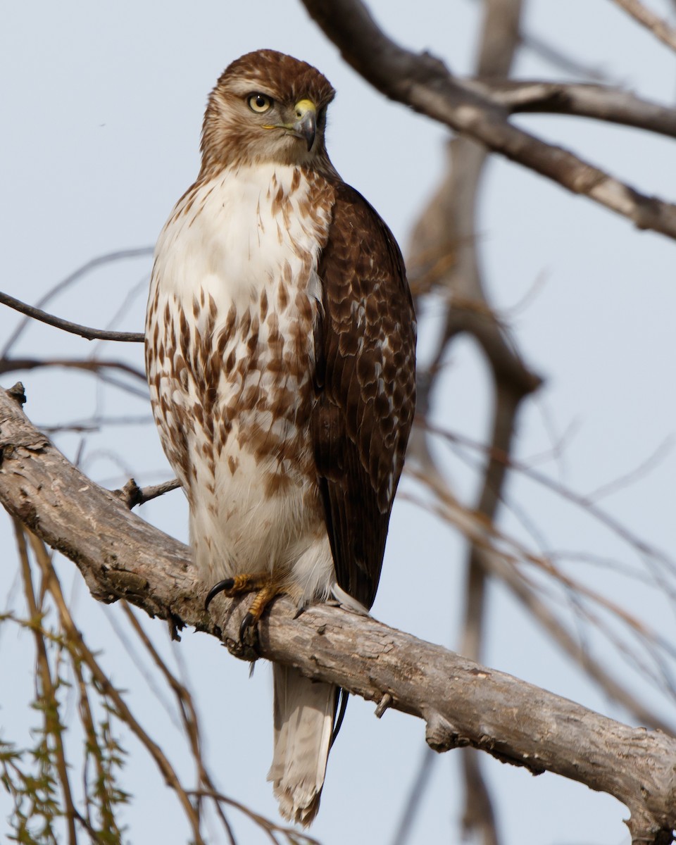 Red-tailed Hawk - ML153611681