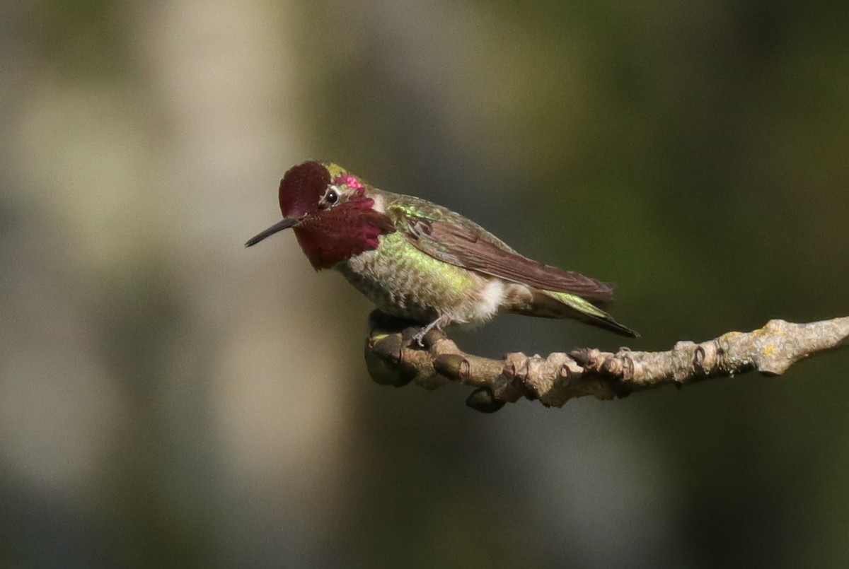 Anna's Hummingbird - Warren Cronan