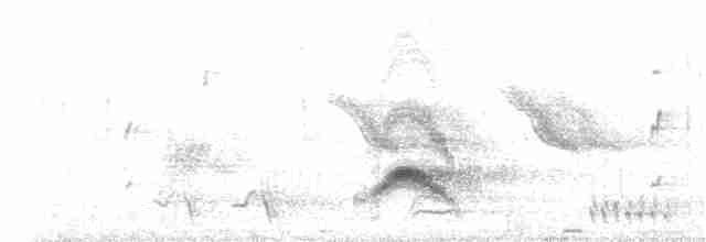 Серогрудый тиранн - ML153612261