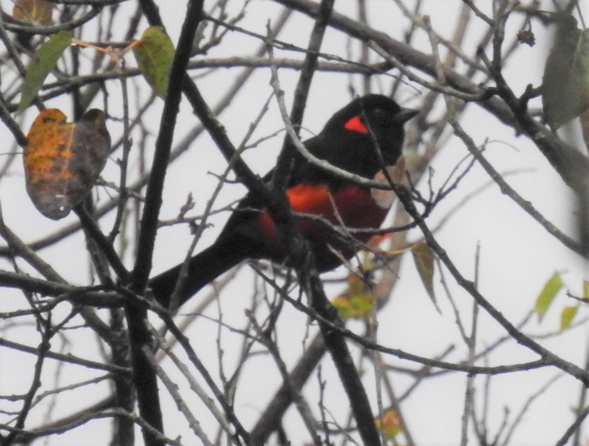 Scarlet-bellied Mountain Tanager - ML153613031
