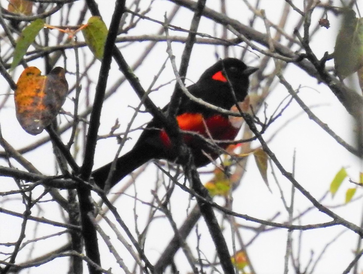 Scarlet-bellied Mountain Tanager - ML153613101
