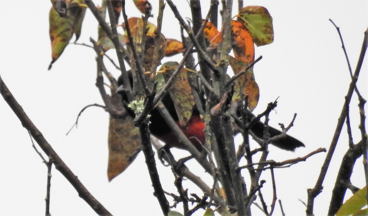 Scarlet-bellied Mountain Tanager - ML153613121