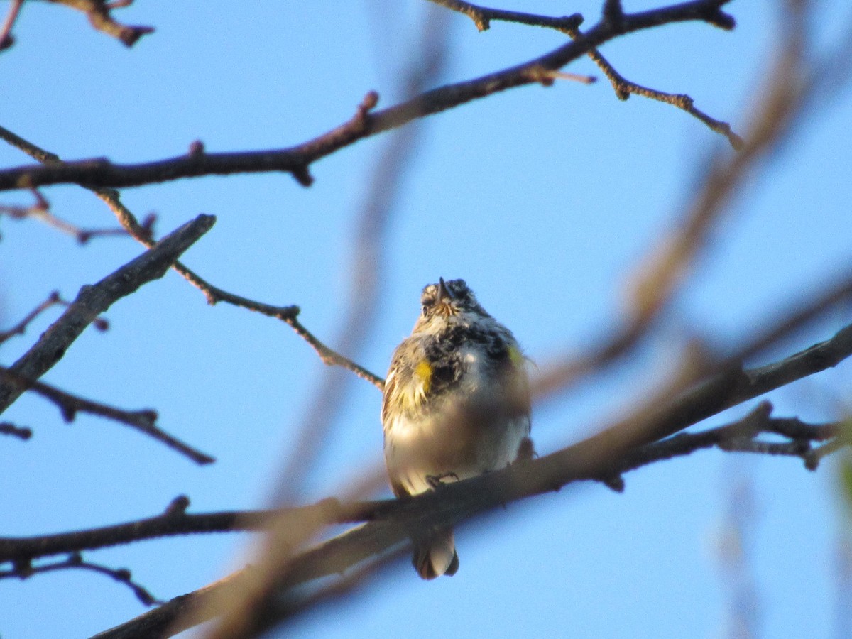 Yellow-rumped Warbler (Myrtle) - S. Queen