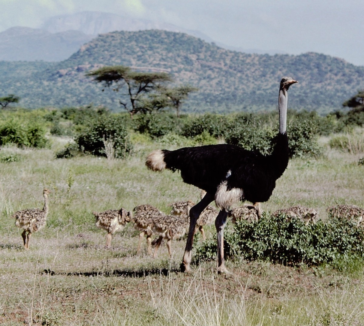 Somali Ostrich - Scott  Connop