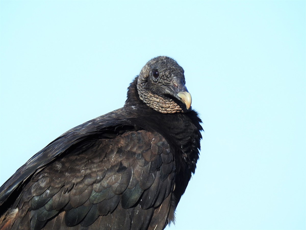 Black Vulture - Sharon Dewart-Hansen