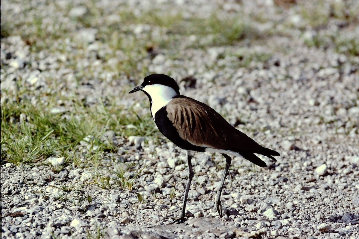 Spur-winged Lapwing - Scott  Connop
