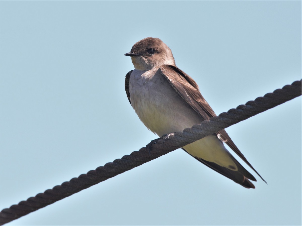 Northern Rough-winged Swallow - Hui Sim