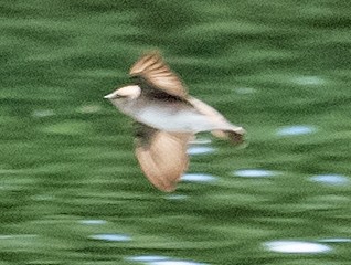 Northern Rough-winged Swallow - Cynthia Crawford